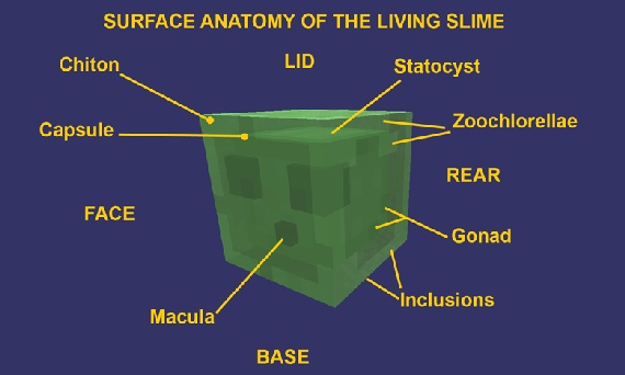 slimes in minecraft